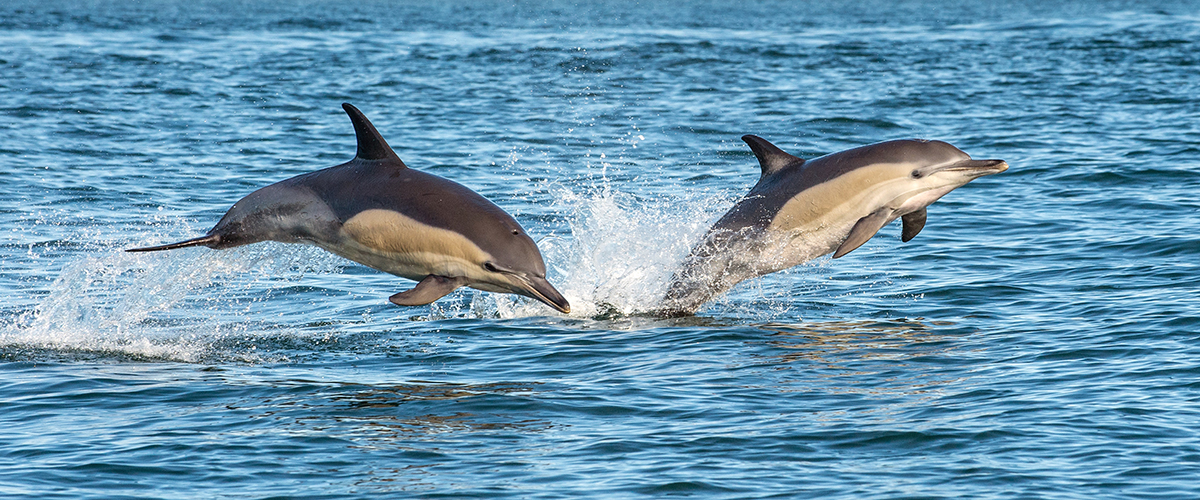 Two dolphins jumping out of the sea