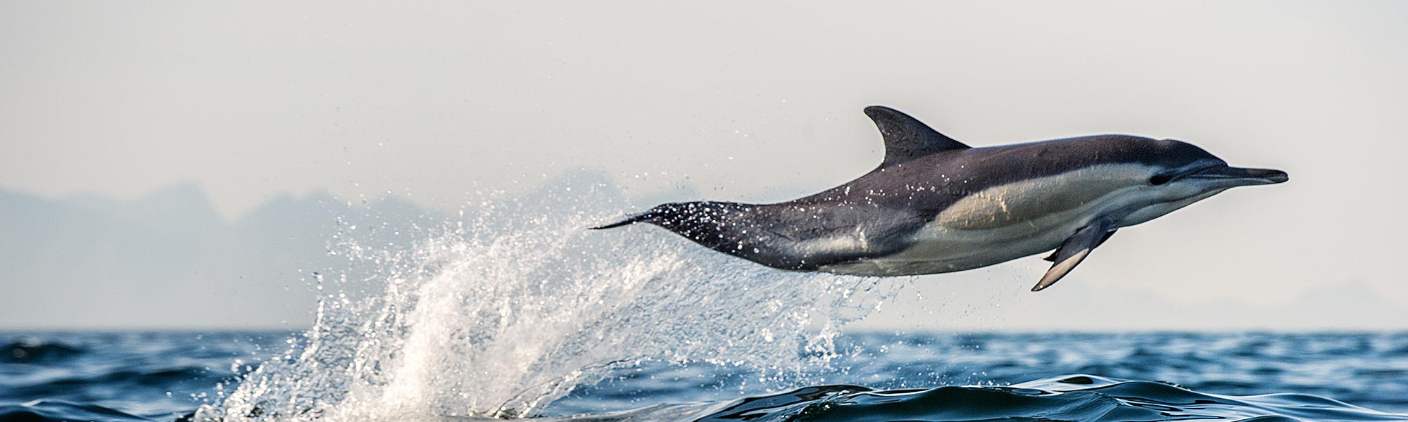 Dolphin jumping out of the sea